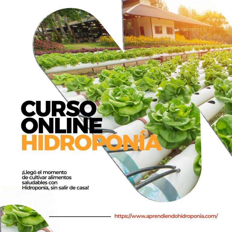 curso online de hidroponia para principiantes y expertos