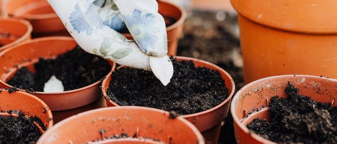 empezar negocios de semillas y plantas